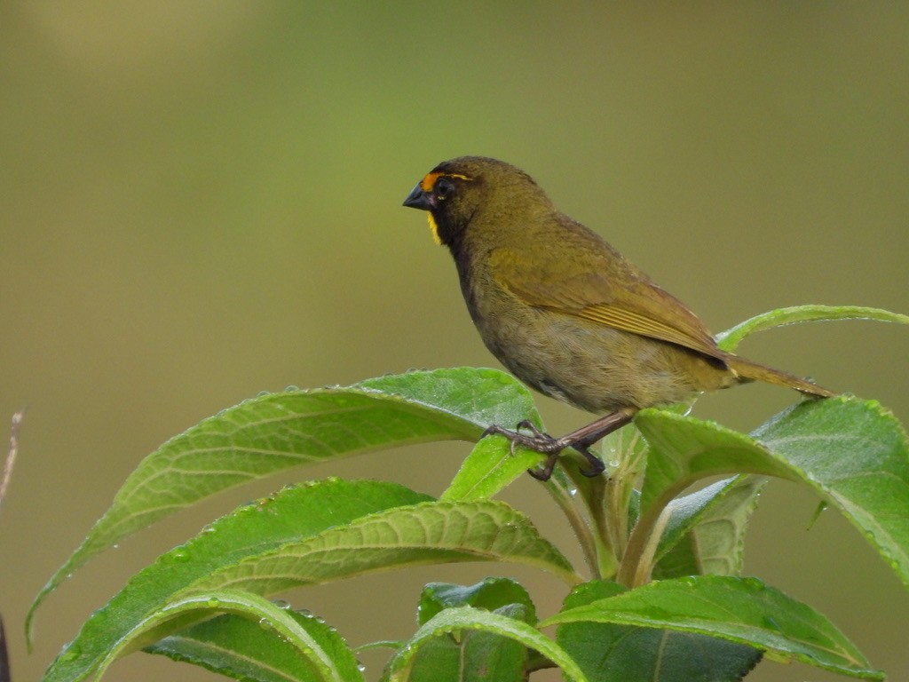 Yellow-faced Grassquit - ML620326252