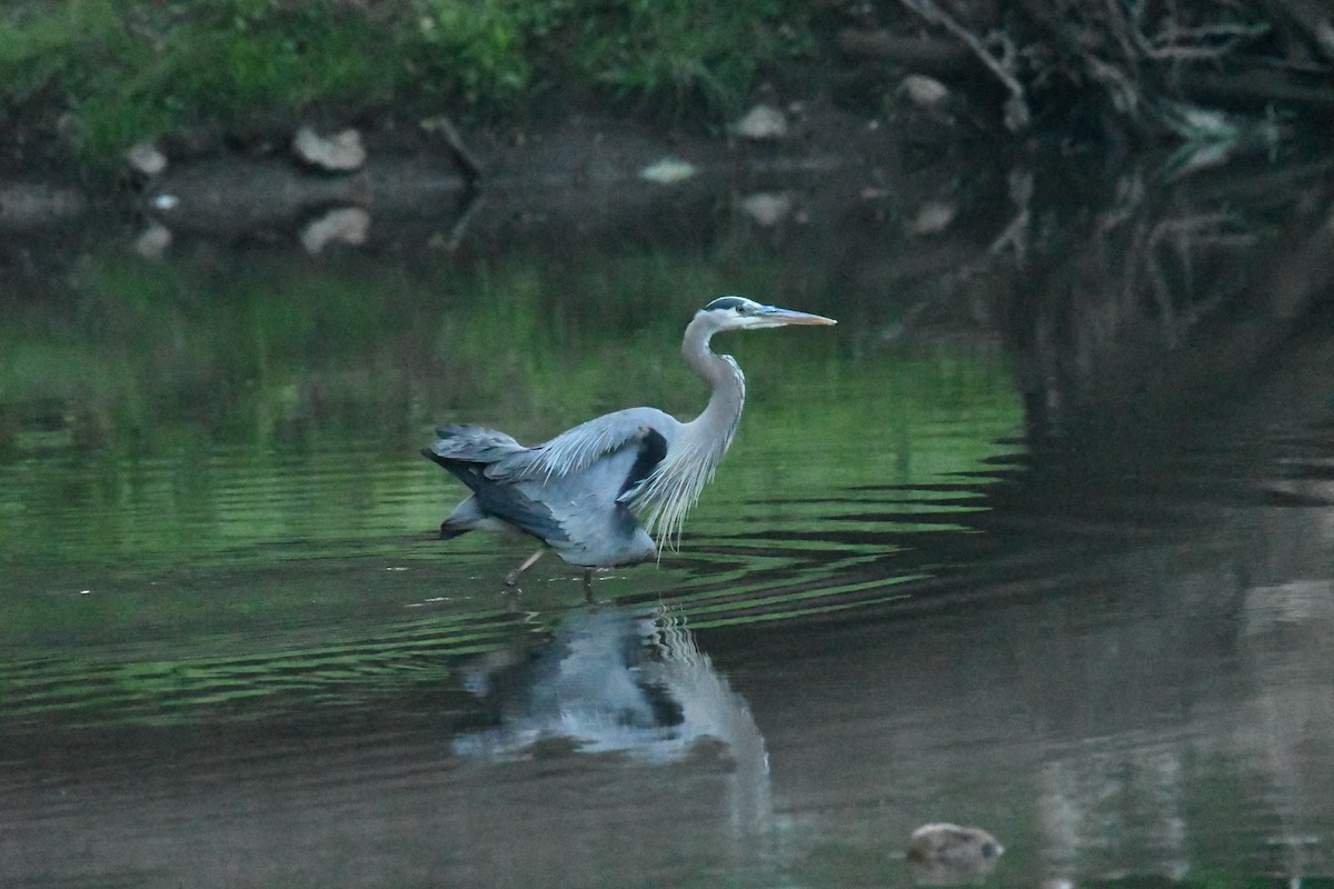 Great Blue Heron - ML620326262