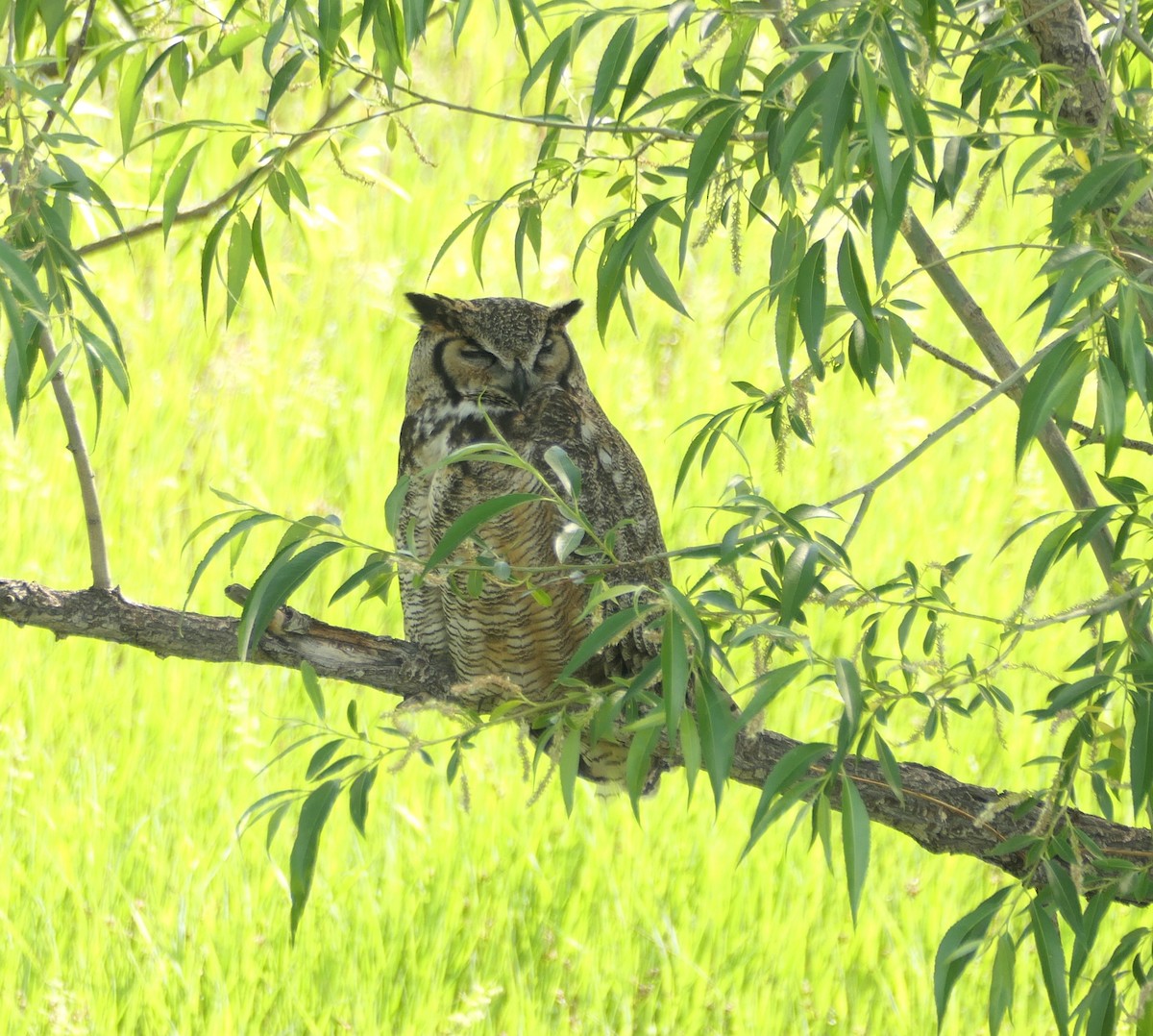 Great Horned Owl - ML620326270