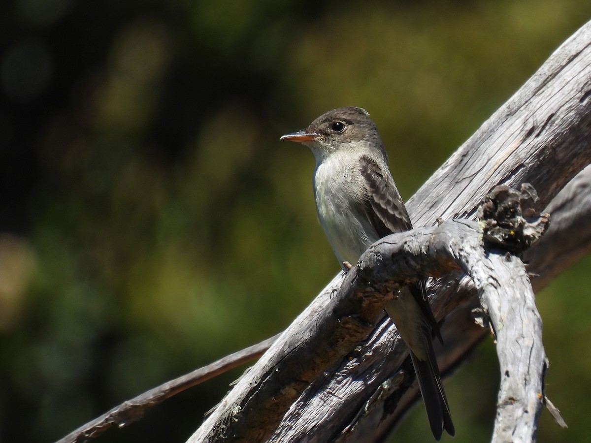 Eastern Wood-Pewee - ML620326281