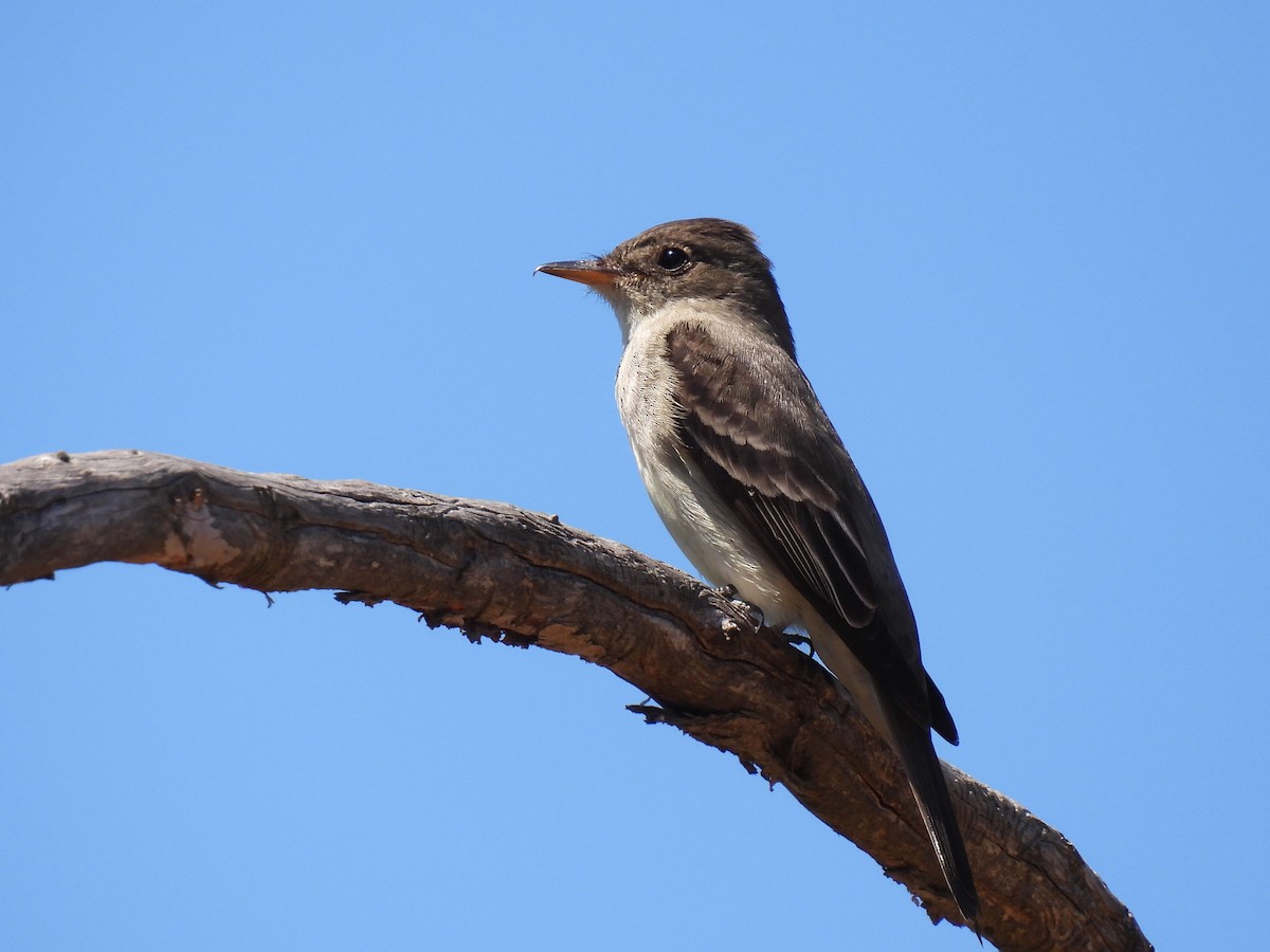 Eastern Wood-Pewee - ML620326283