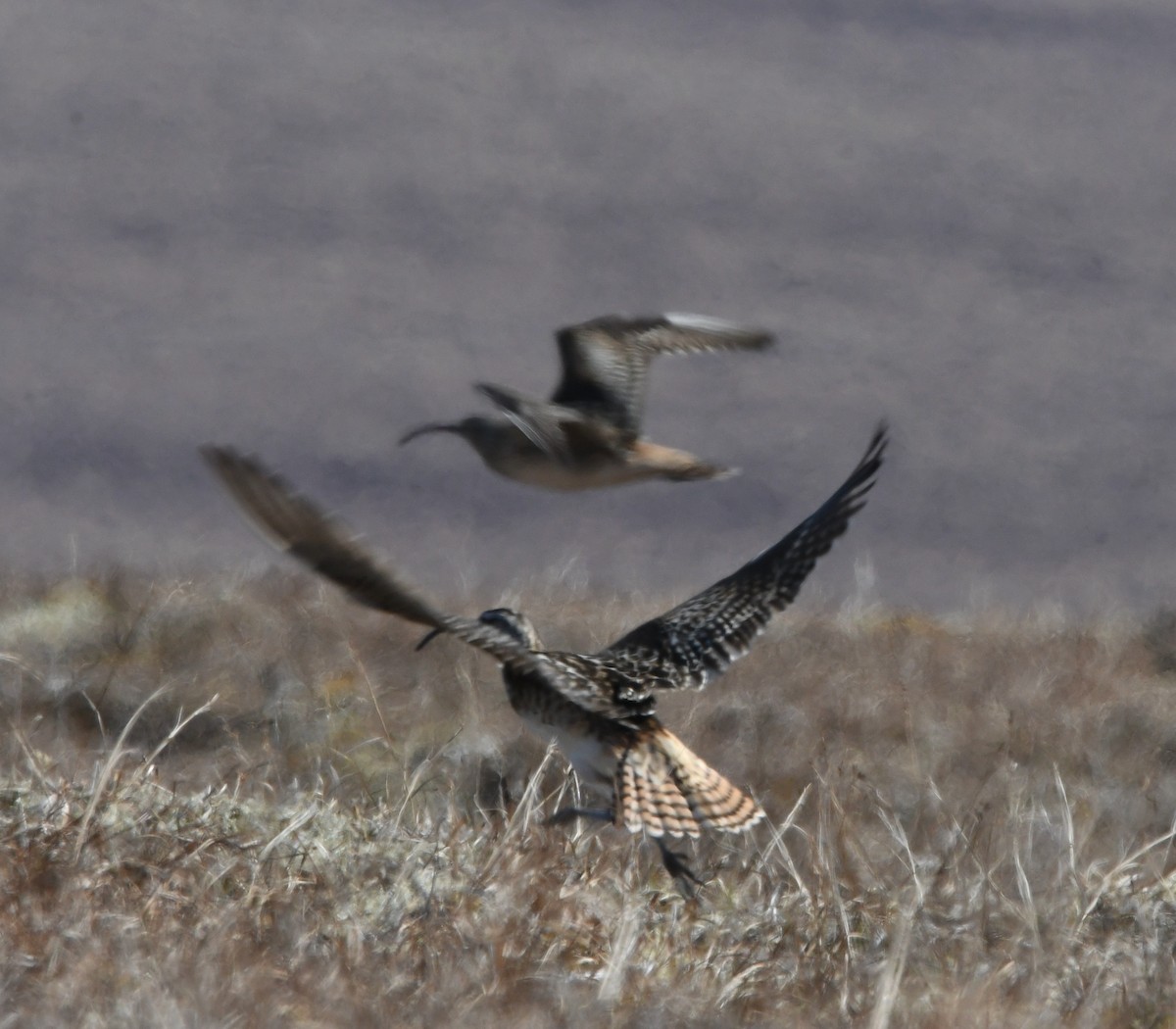 Bristle-thighed Curlew - ML620326285