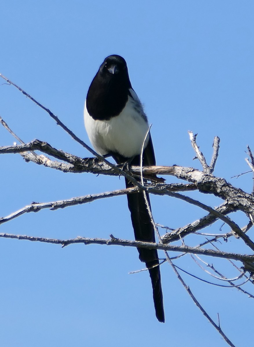 Black-billed Magpie - ML620326293