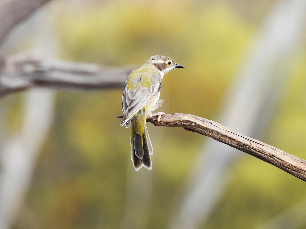 Brown-headed Honeyeater - ML620326294