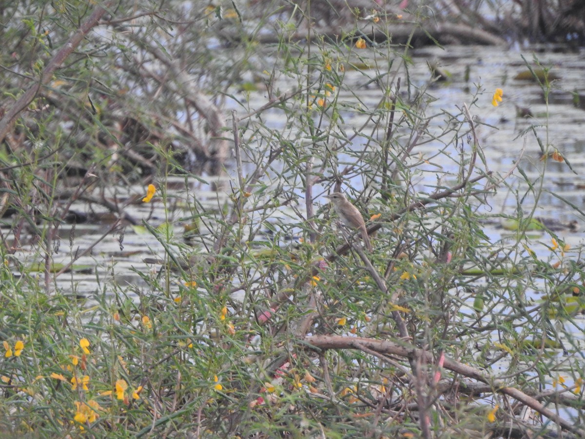 Clamorous Reed Warbler - ML620326295