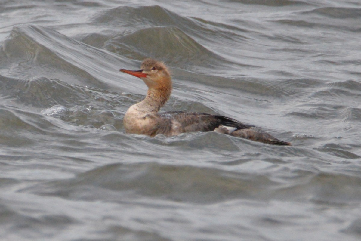 Red-breasted Merganser - ML620326298