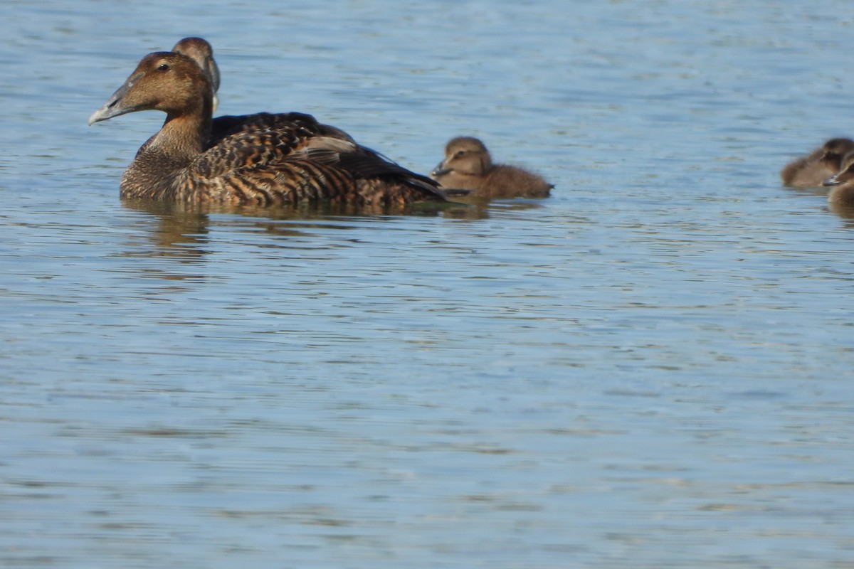 Common Eider - ML620326303