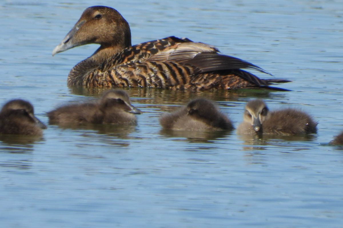 Common Eider - ML620326304