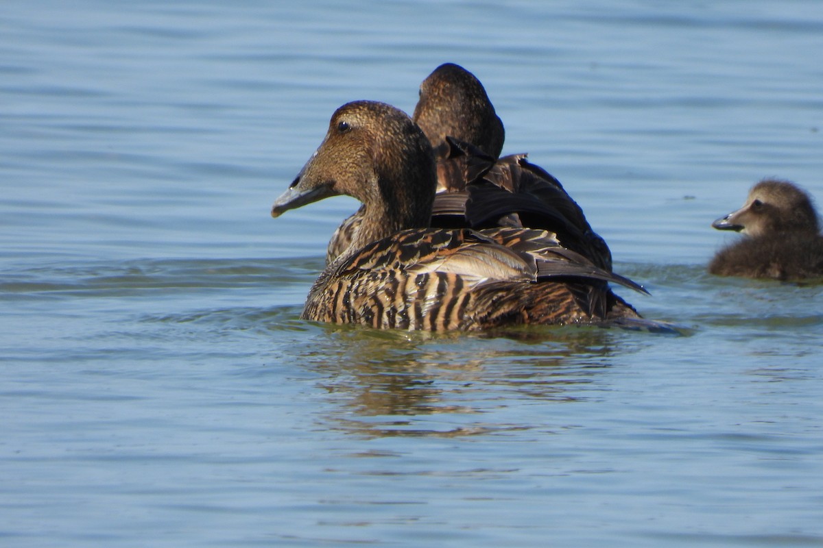 Common Eider - Yana Levchinsky