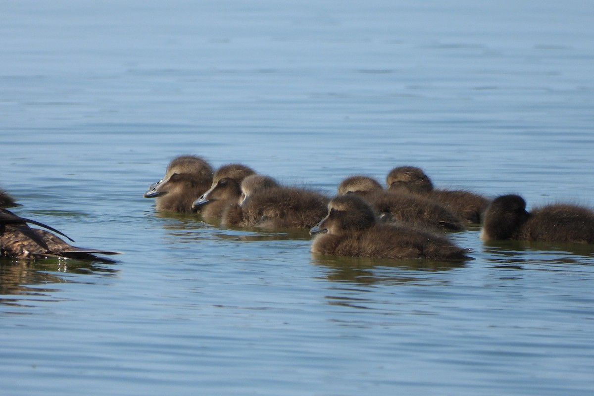 Common Eider - ML620326306