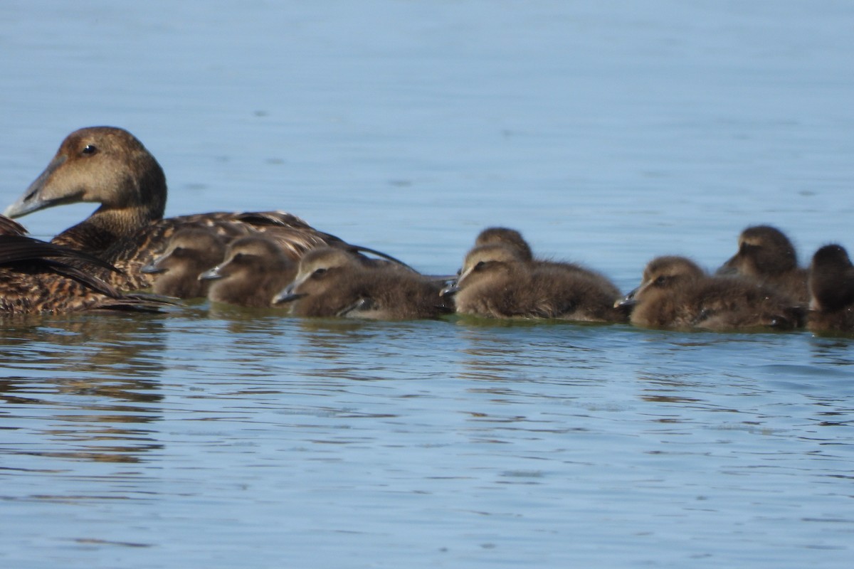 Common Eider - ML620326307