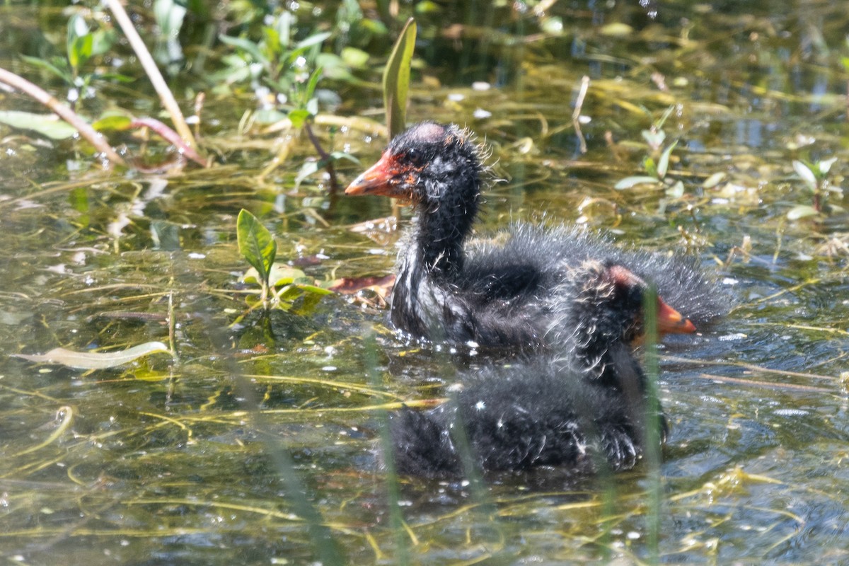 American Coot - ML620326311