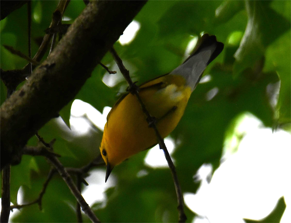 Prothonotary Warbler - ML620326314