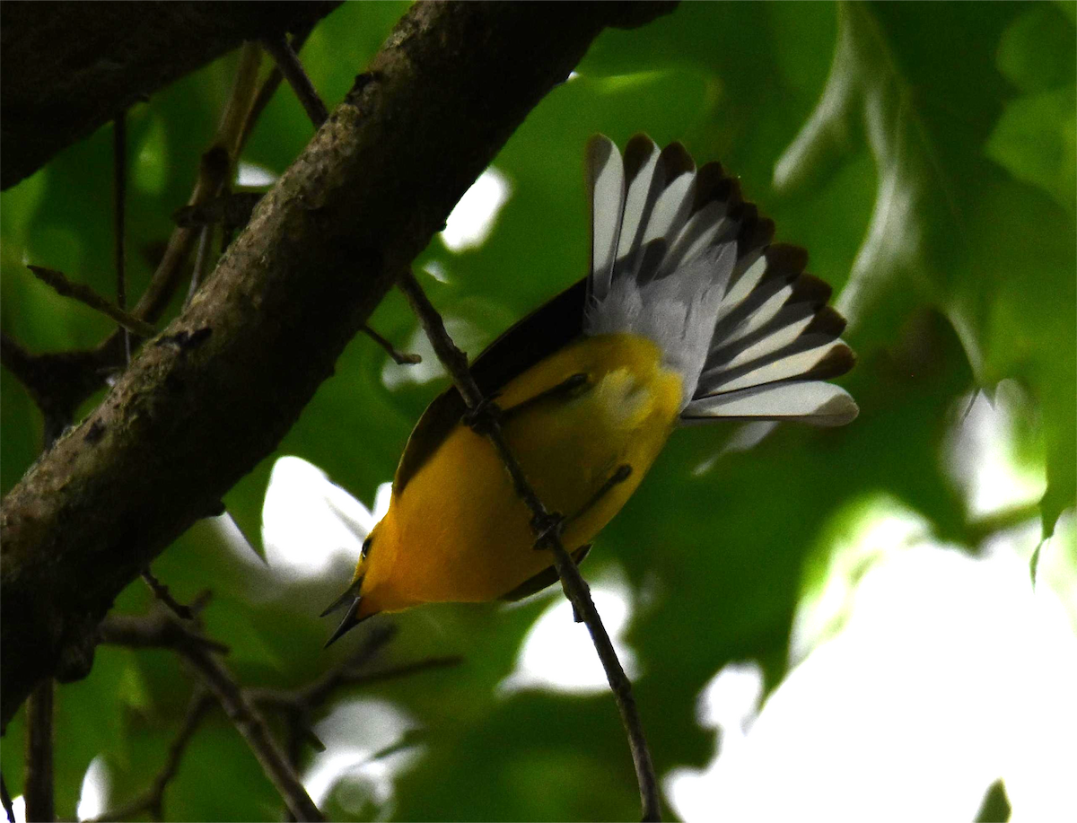 Prothonotary Warbler - ML620326316