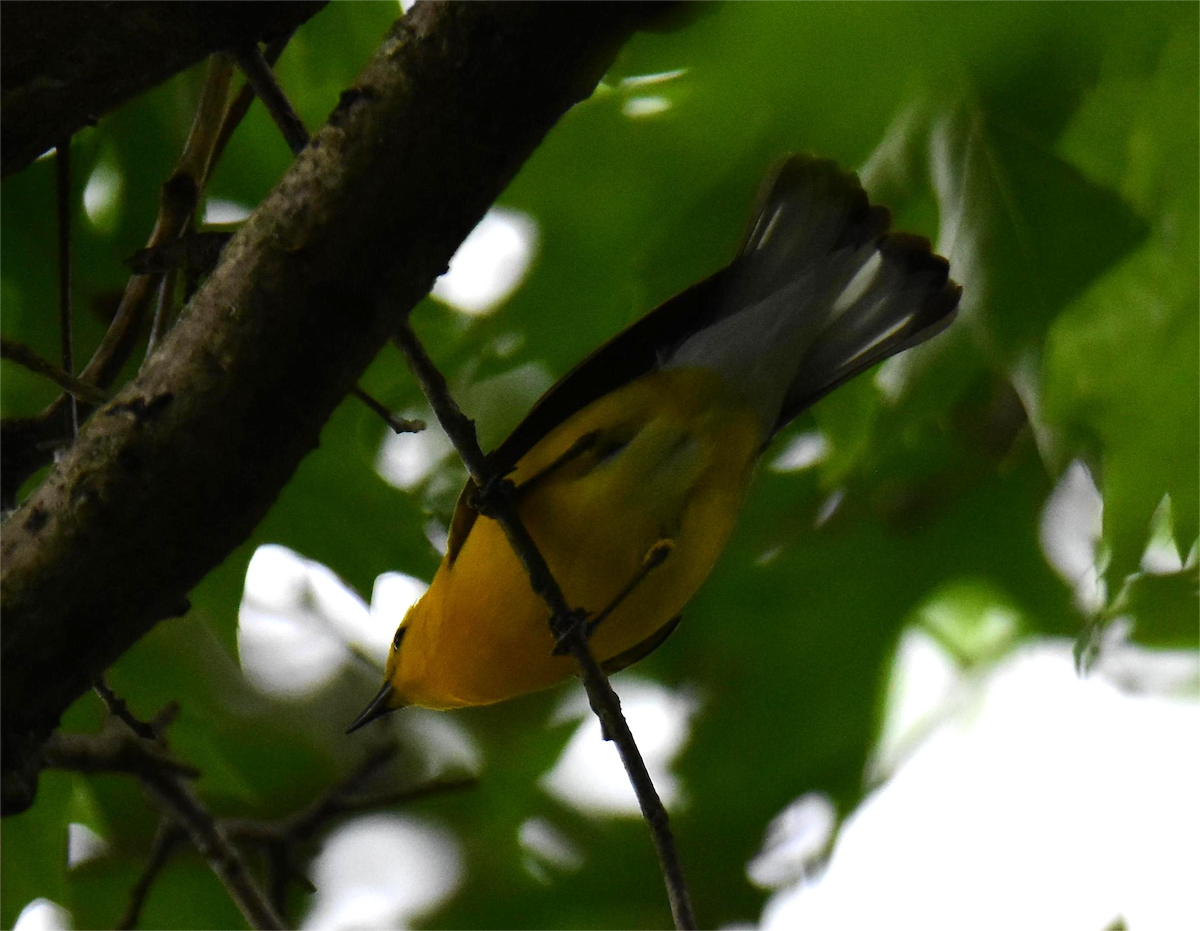 Prothonotary Warbler - ML620326320