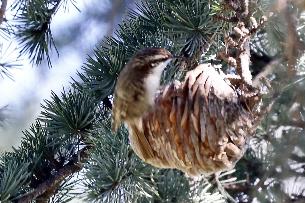 Short-toed Treecreeper - ML620326323