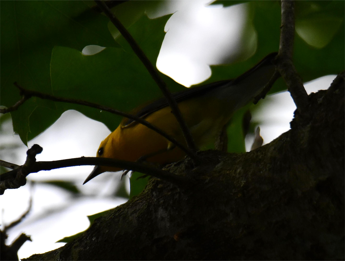 Prothonotary Warbler - ML620326324