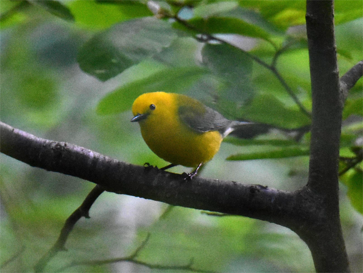 Prothonotary Warbler - Zachary Peterson