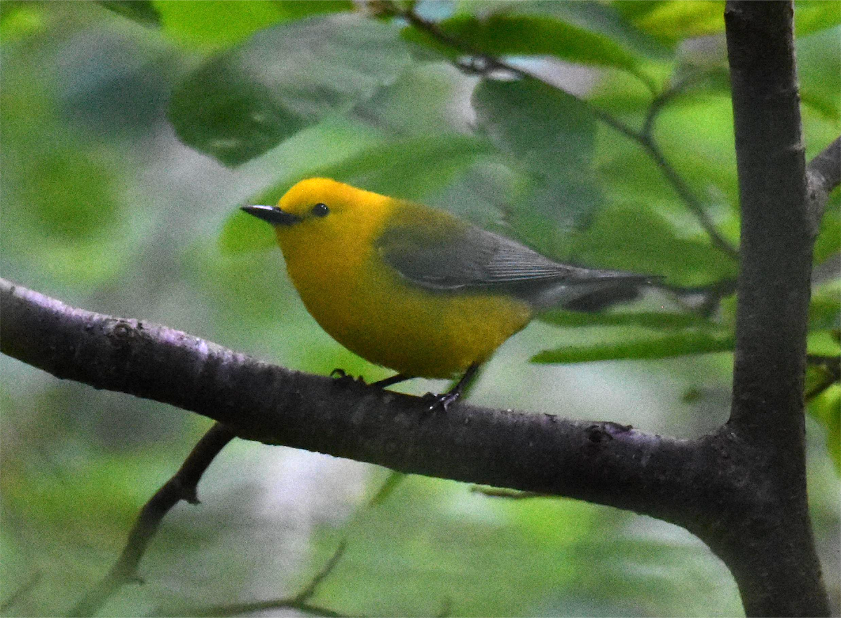 Prothonotary Warbler - ML620326334