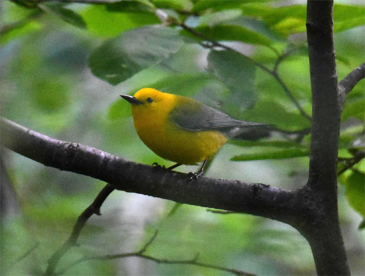 Prothonotary Warbler - Zachary Peterson