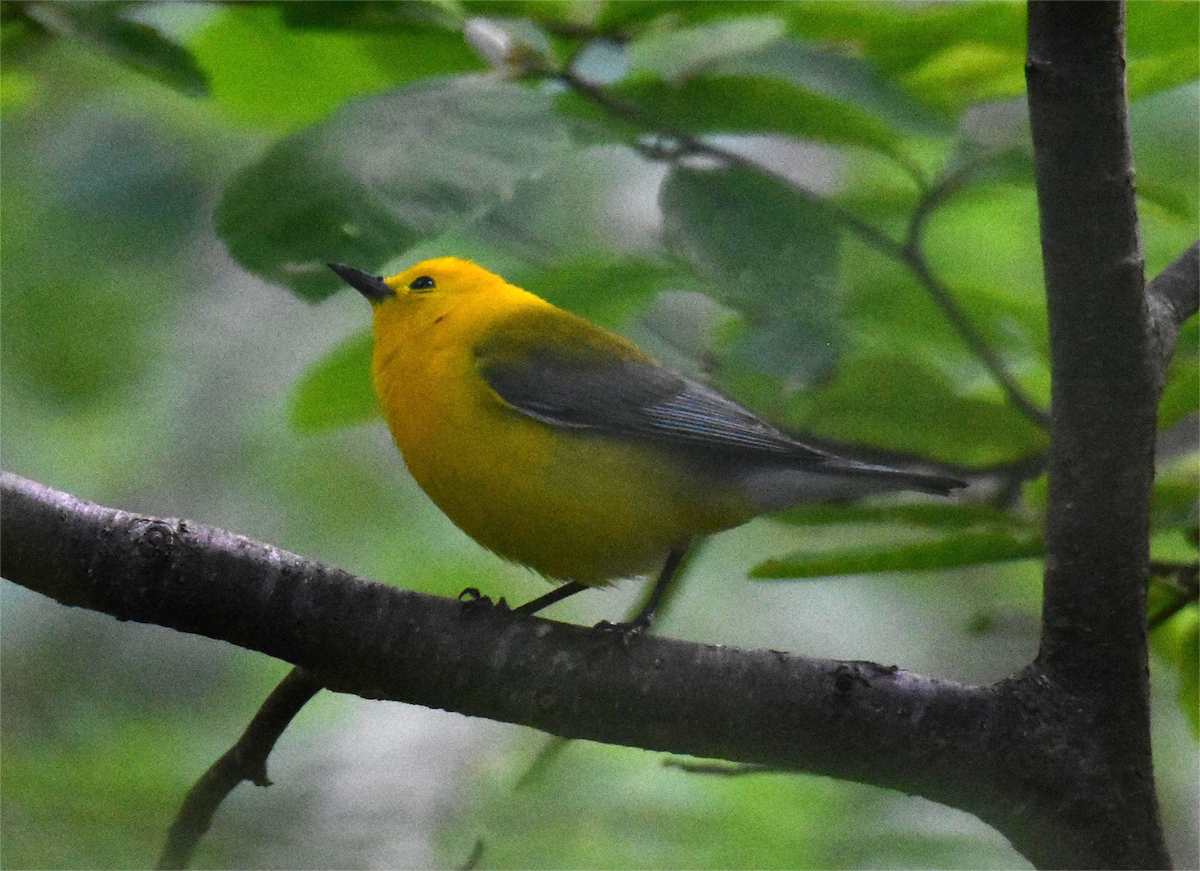 Prothonotary Warbler - ML620326336