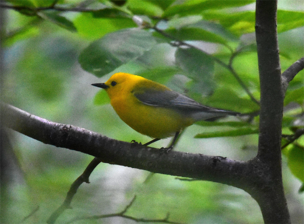 Prothonotary Warbler - ML620326337