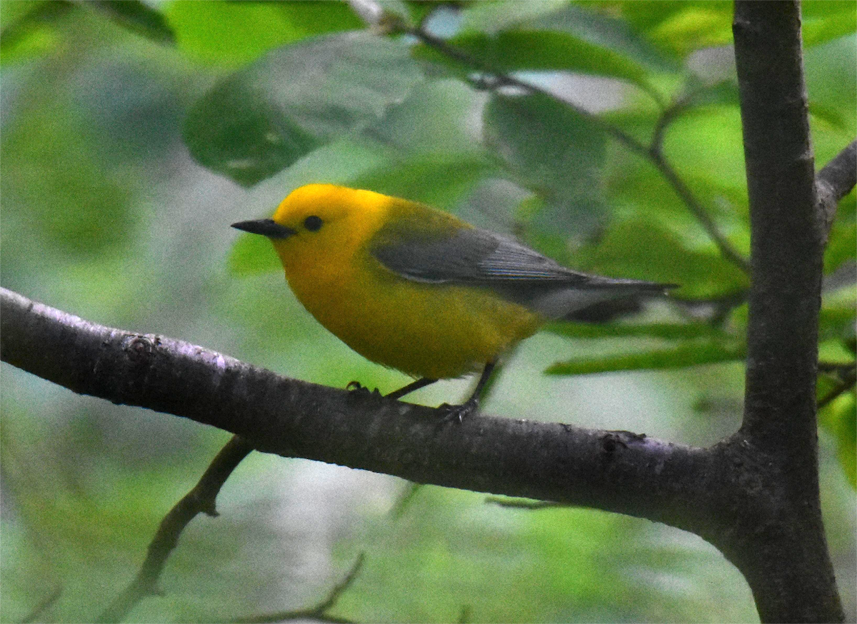 Prothonotary Warbler - ML620326338