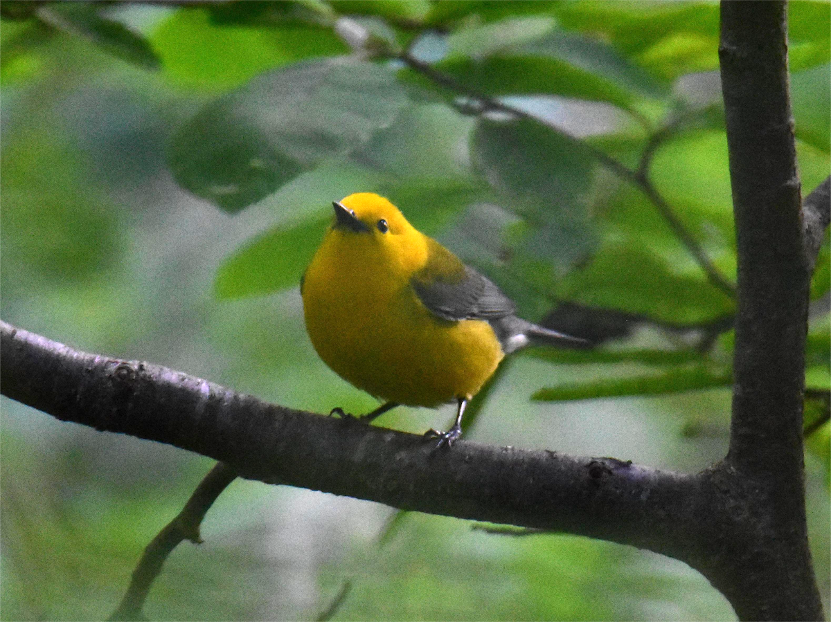 Prothonotary Warbler - ML620326341