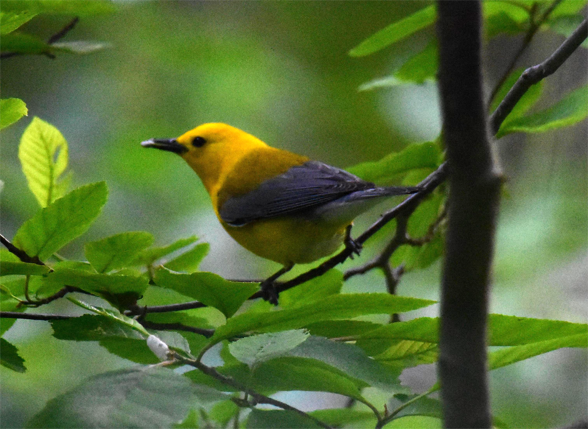 Prothonotary Warbler - ML620326344