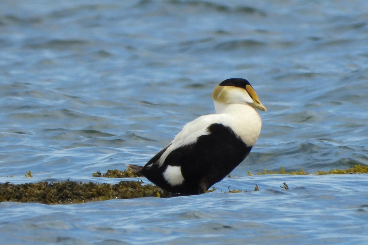 Common Eider - ML620326353