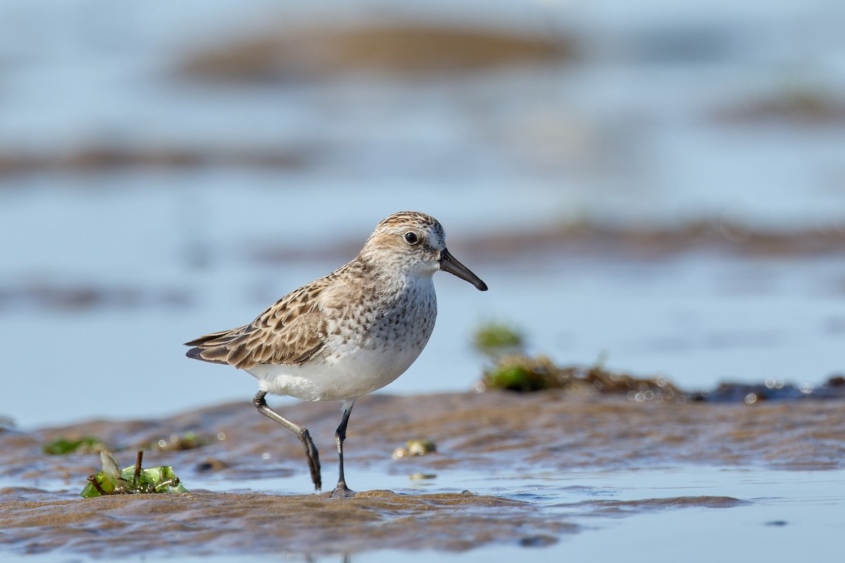 Semipalmated Sandpiper - Ant Tab