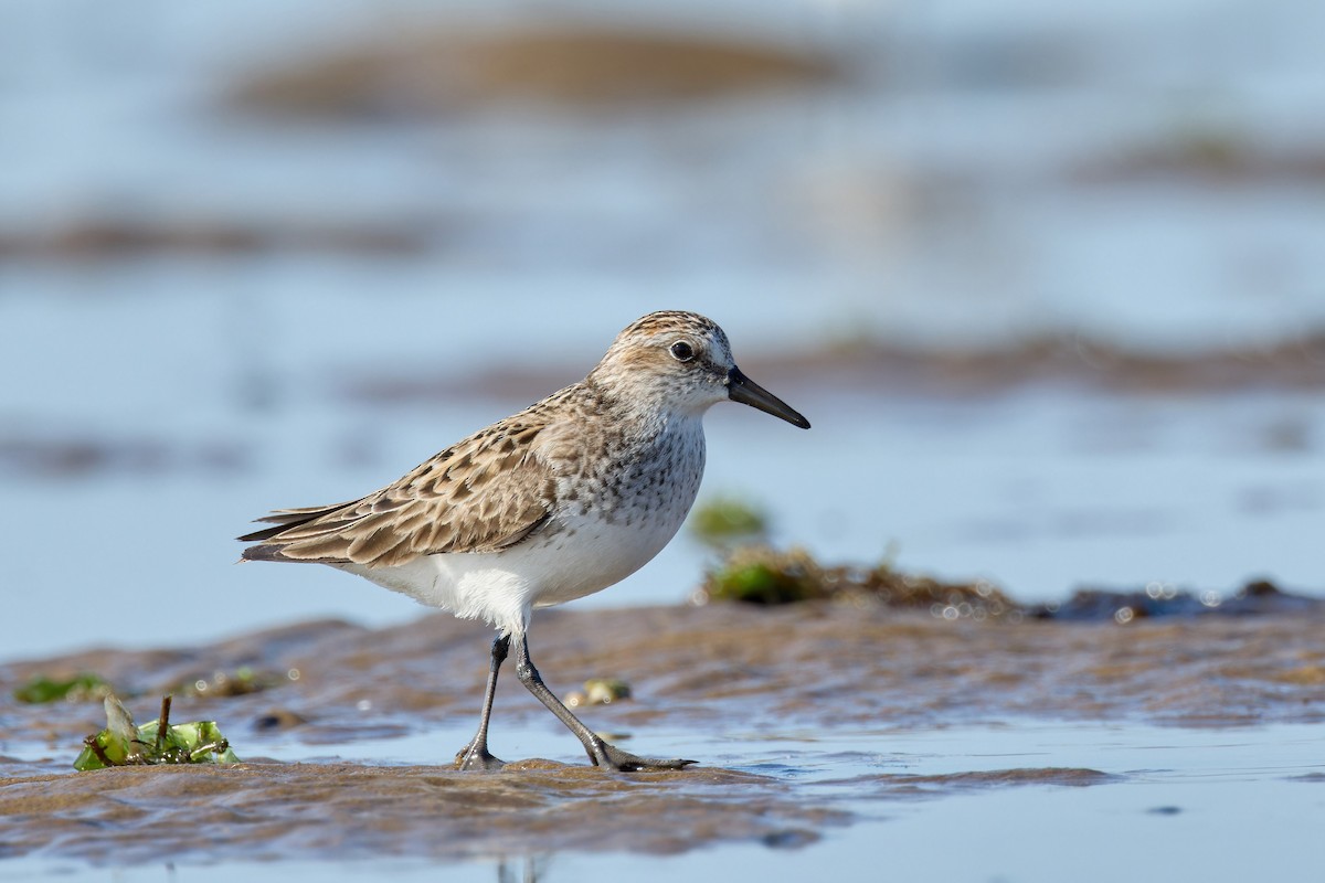 Semipalmated Sandpiper - ML620326359