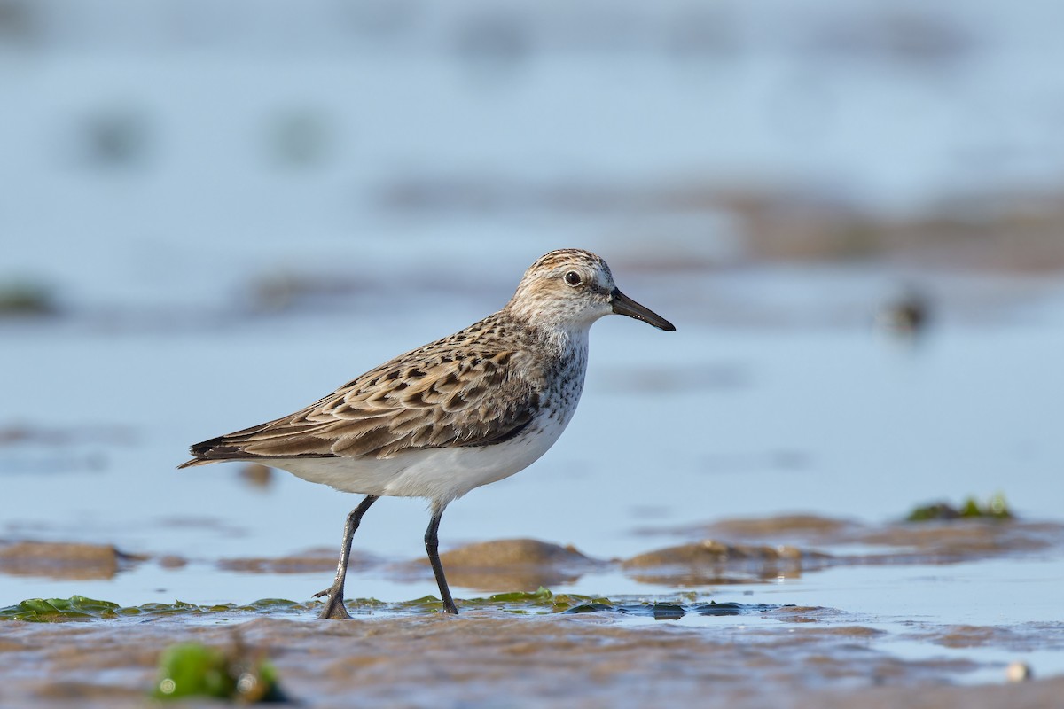 Semipalmated Sandpiper - ML620326361