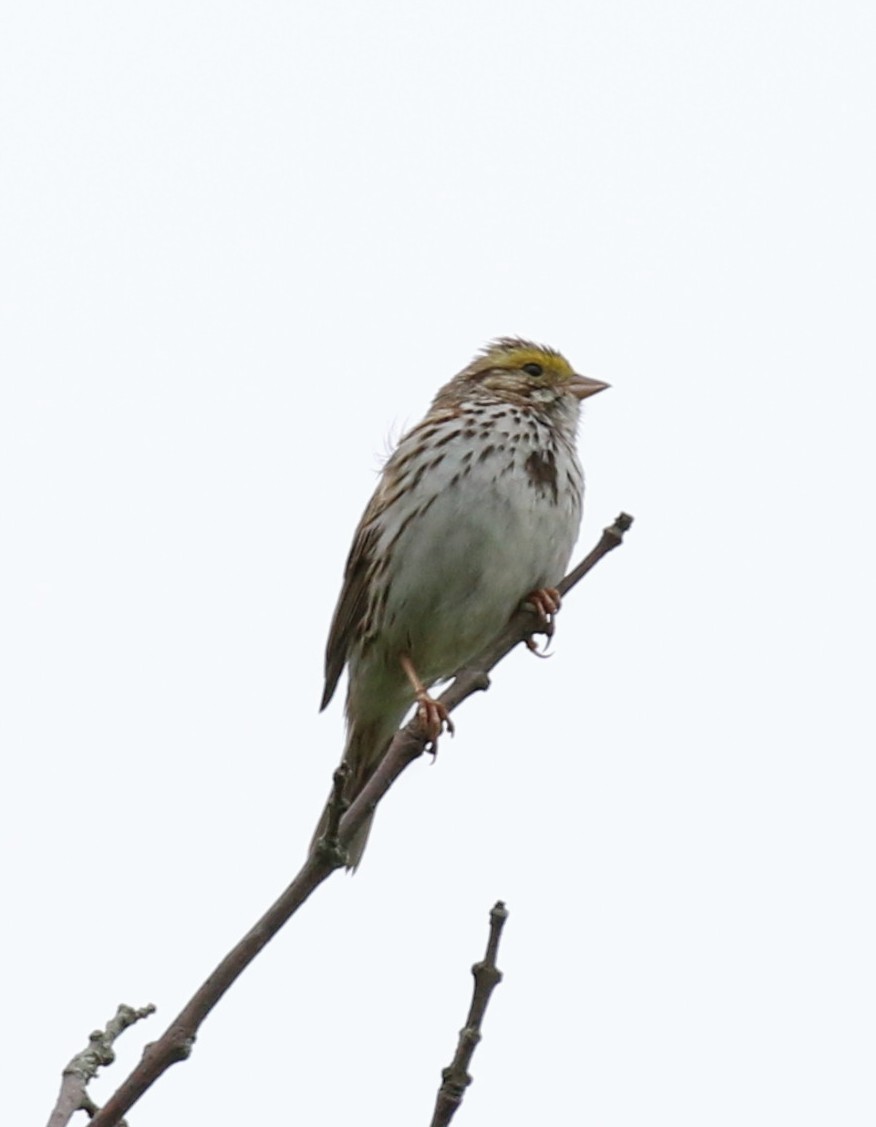 Savannah Sparrow - ML620326363