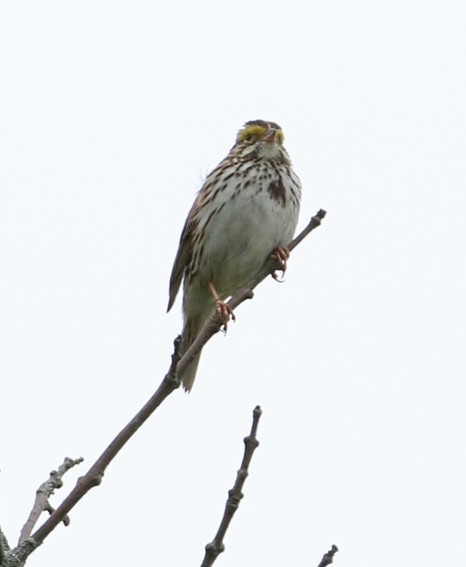 Savannah Sparrow - ML620326364