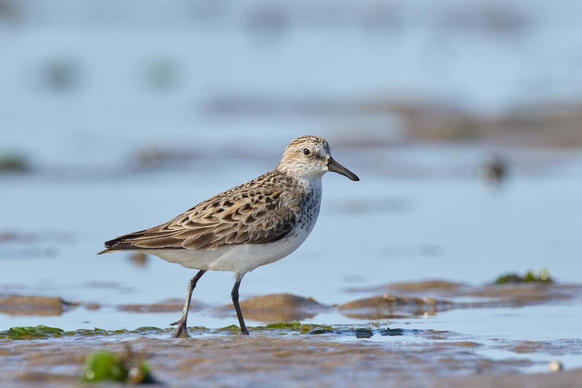 Semipalmated Sandpiper - Ant Tab