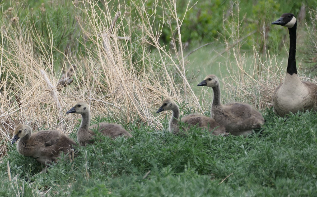 Canada Goose - ML620326388