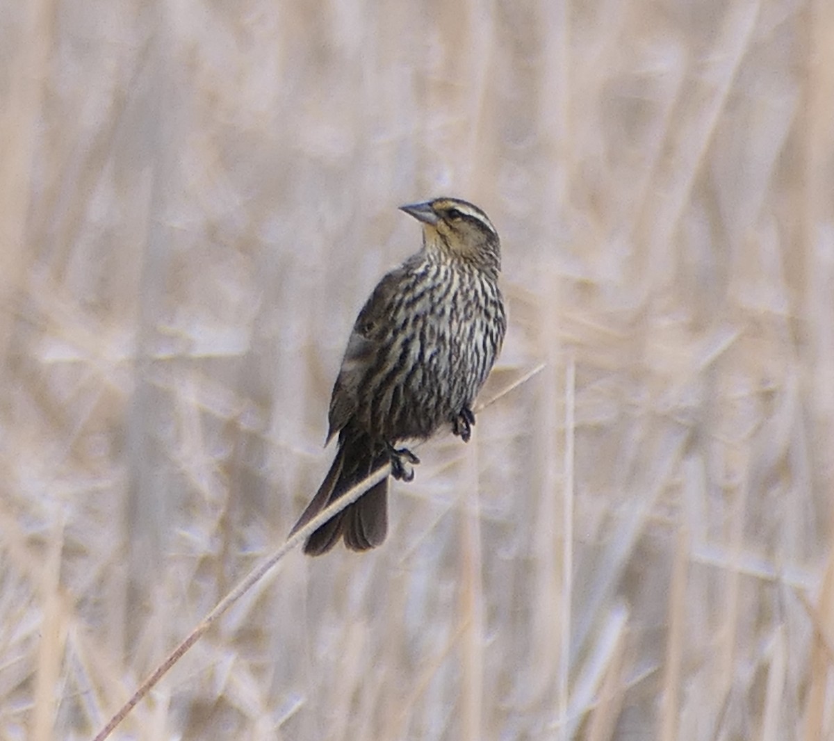 Red-winged Blackbird - ML620326395