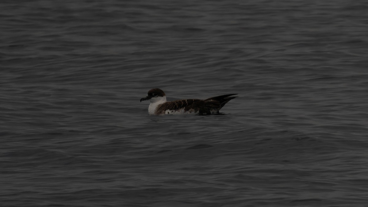 Great Shearwater - ML620326404