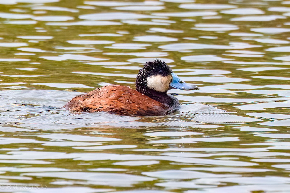 Andean Duck - ML620326426