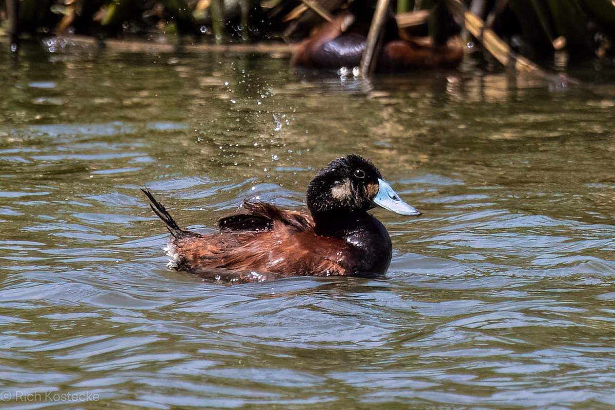 Andean Duck - ML620326428
