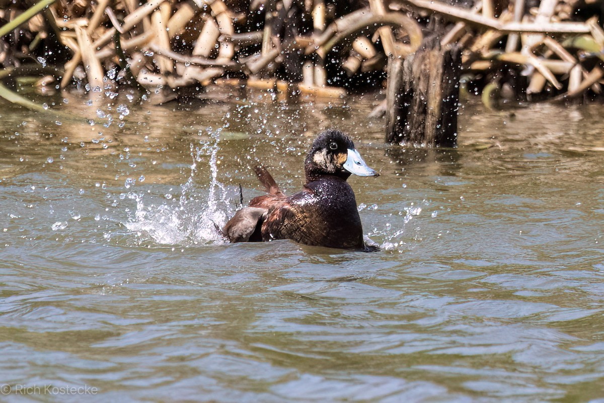 Andean Duck - ML620326430