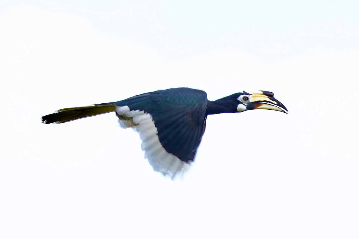 Oriental Pied-Hornbill - ML620326435