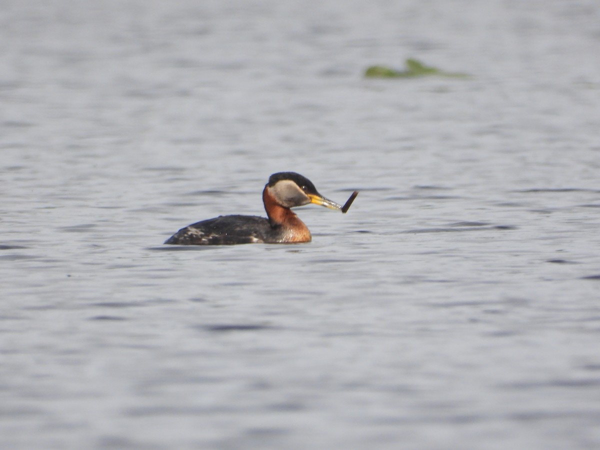 Red-necked Grebe - ML620326438