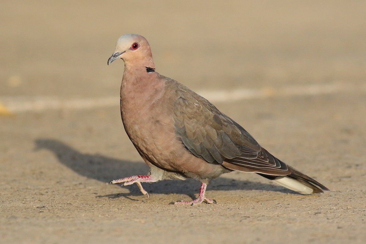 Red-eyed Dove - ML620326461
