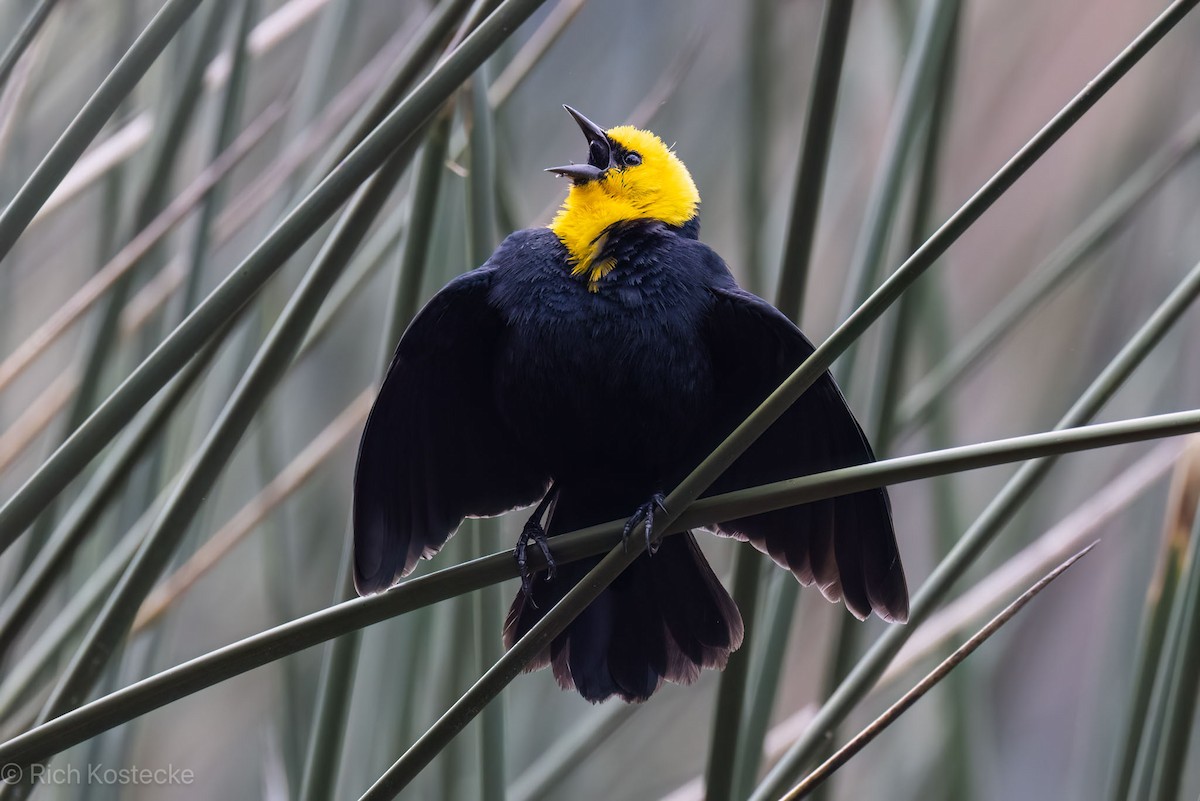 Yellow-hooded Blackbird - ML620326468