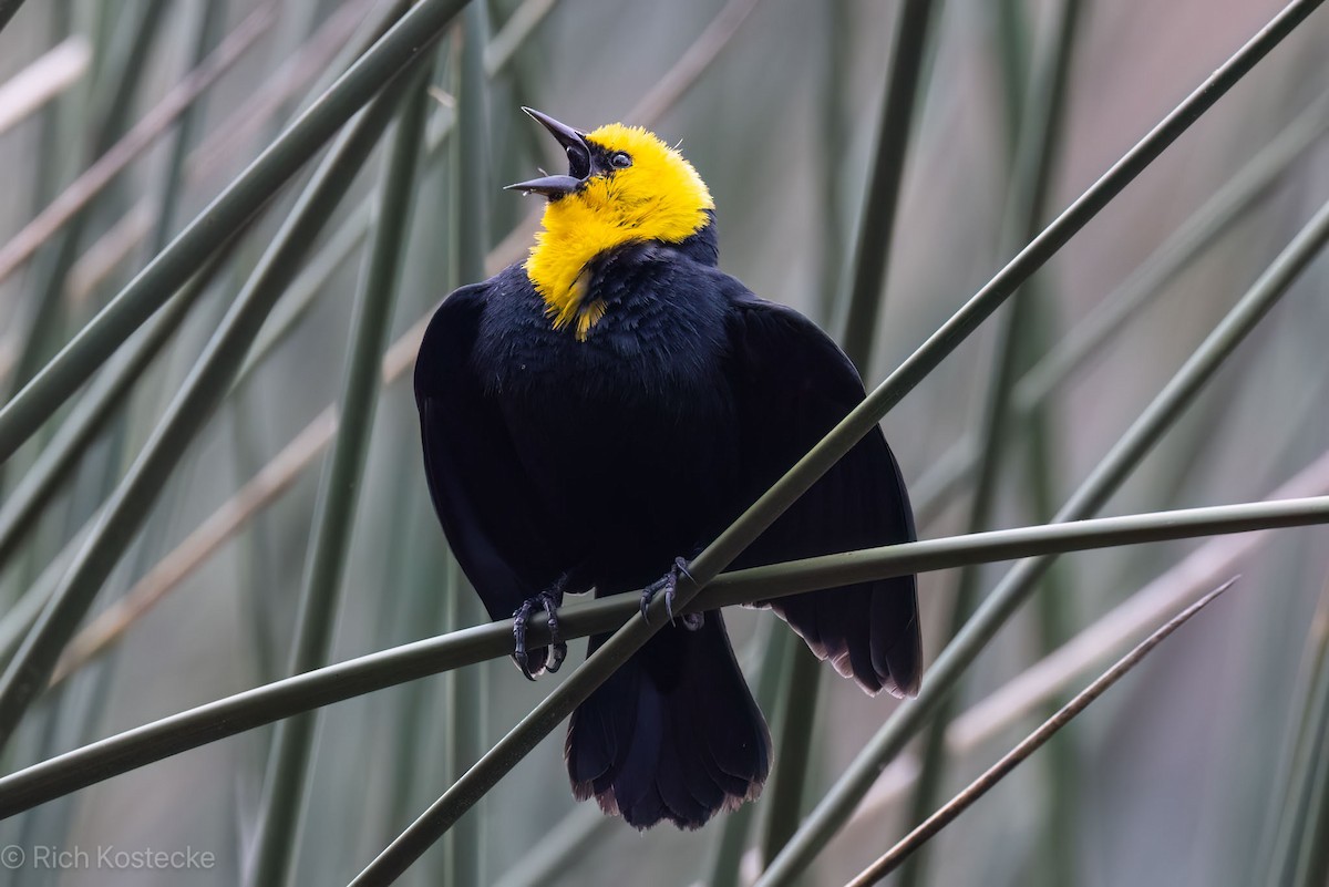 Yellow-hooded Blackbird - Rich Kostecke