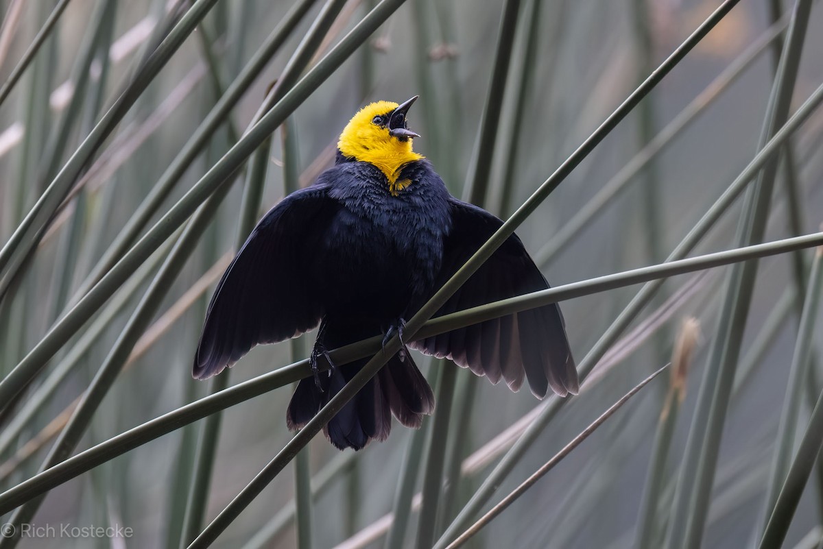Yellow-hooded Blackbird - ML620326470
