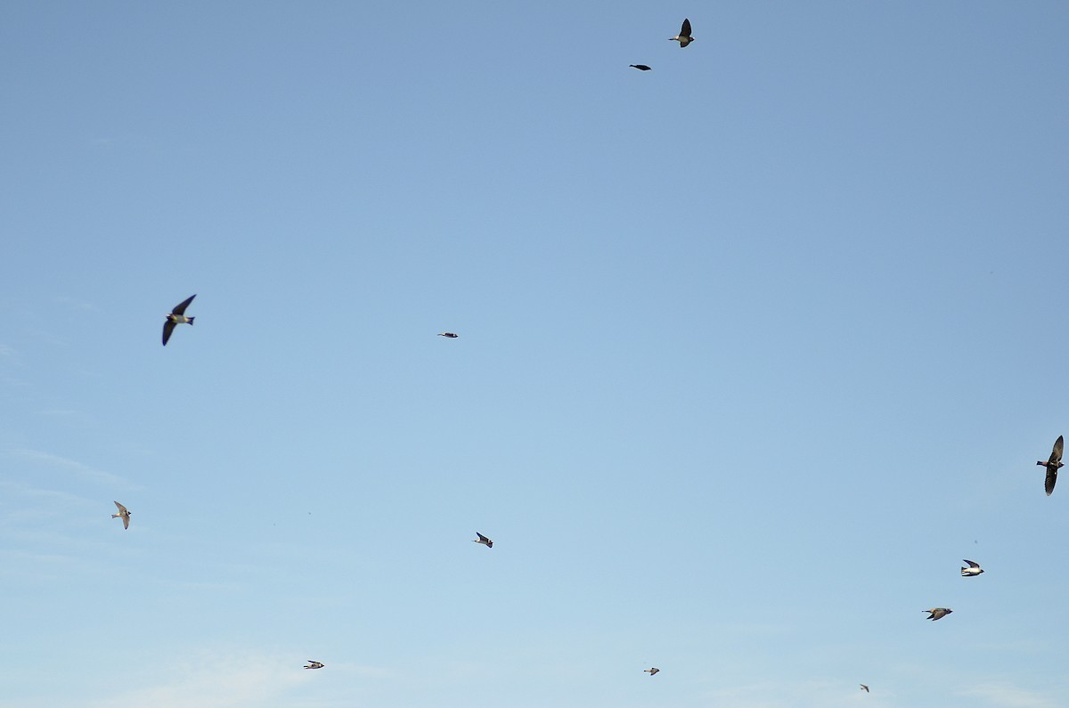 Cliff Swallow - ML620326478