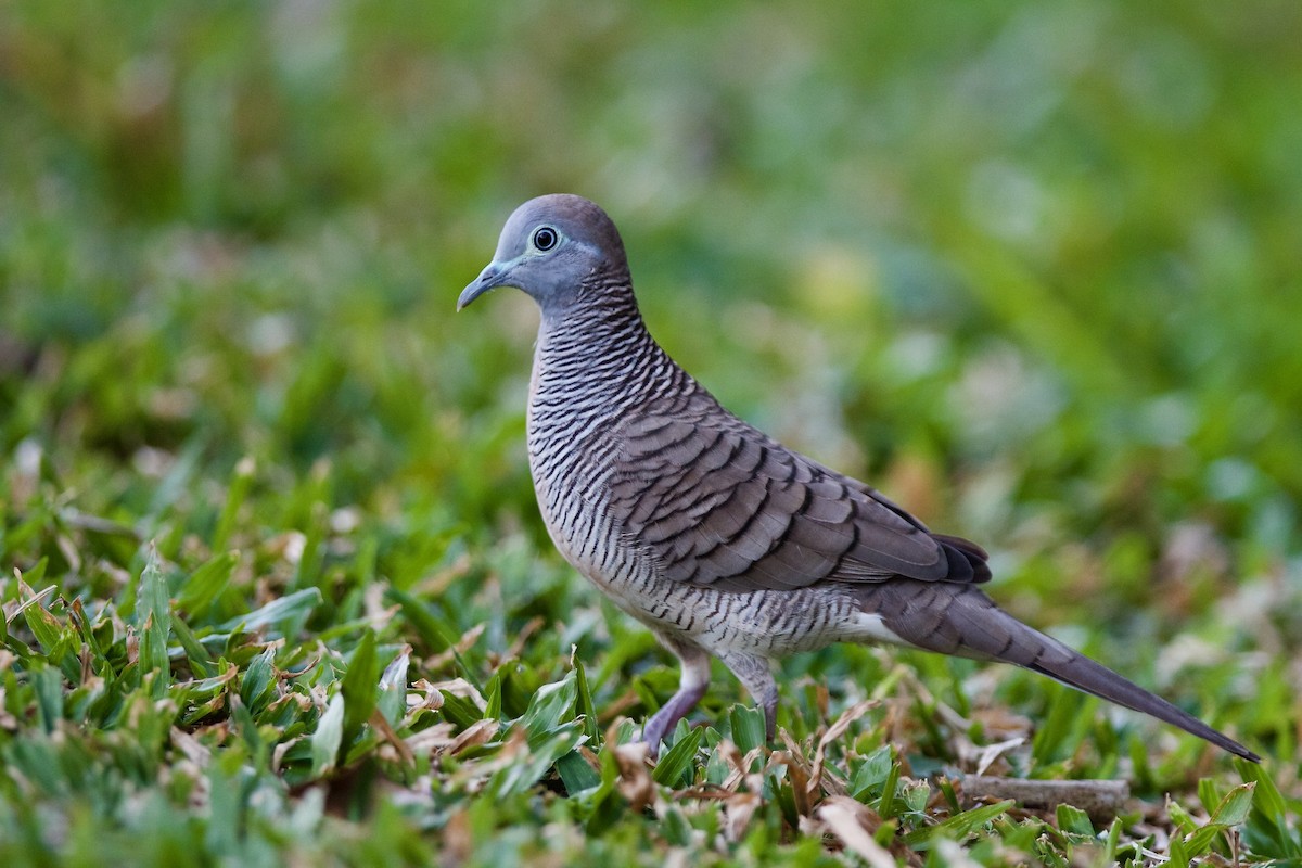 Zebra Dove - ML620326488